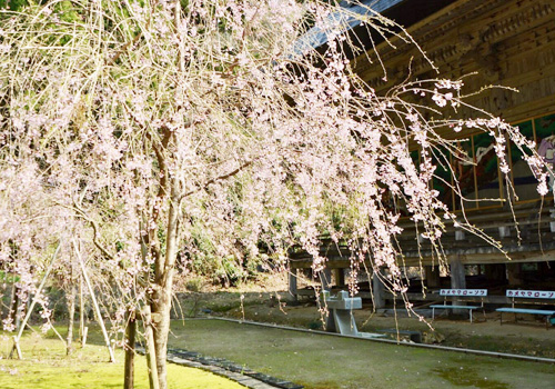 桜の苑の写真